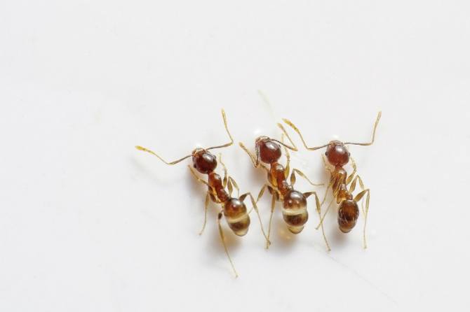 7 Asian household pests and how to get rid of them naturally