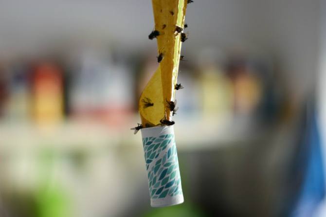 7 Asian household pests and how to get rid of them naturally